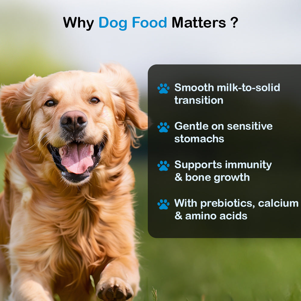Dry Dog Food  - Adult Dogs (14 months and above) | Chicken Kibbles for Adult Dogs