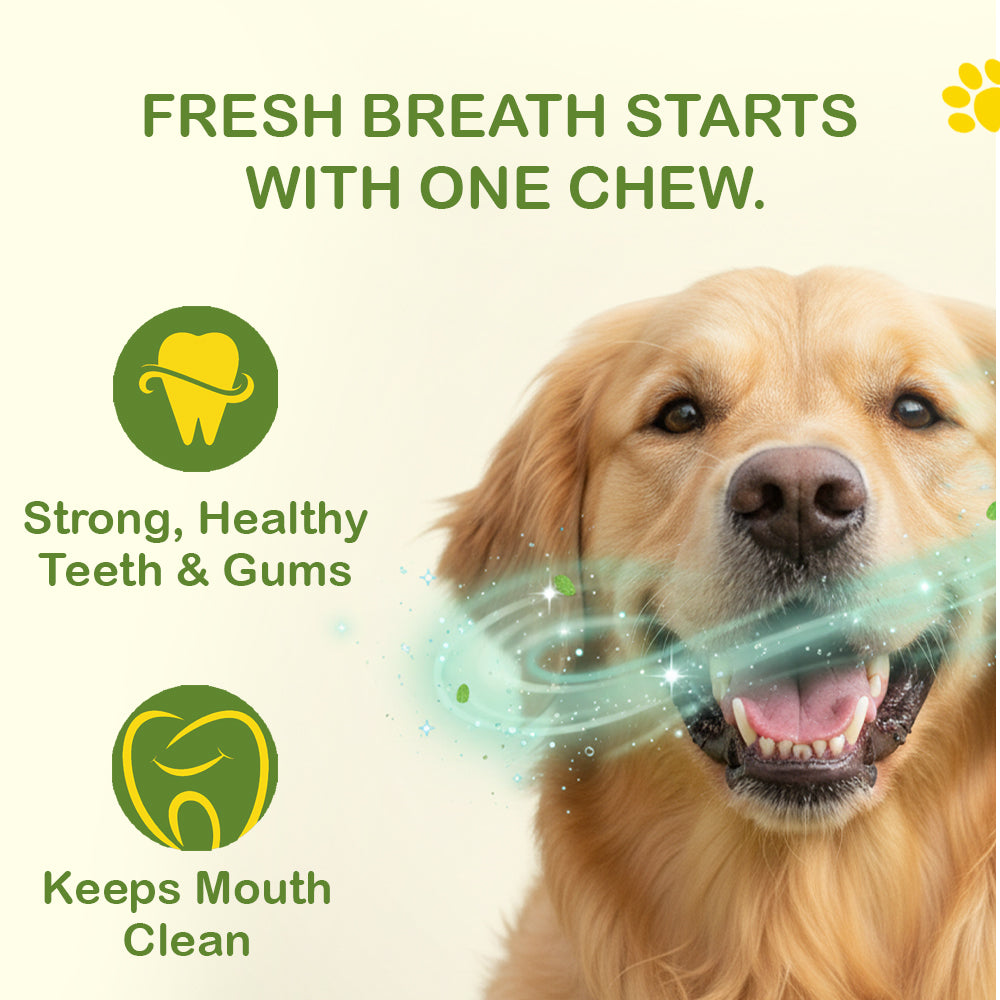 Liver Denta Stick | Dental Care Sticks for All Dogs